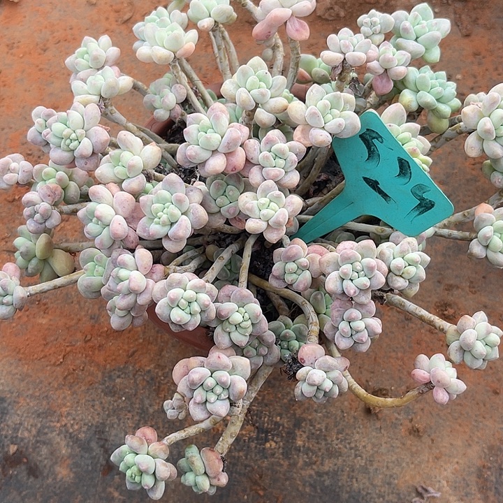 两单包邮，一物一拍，529蛋糕