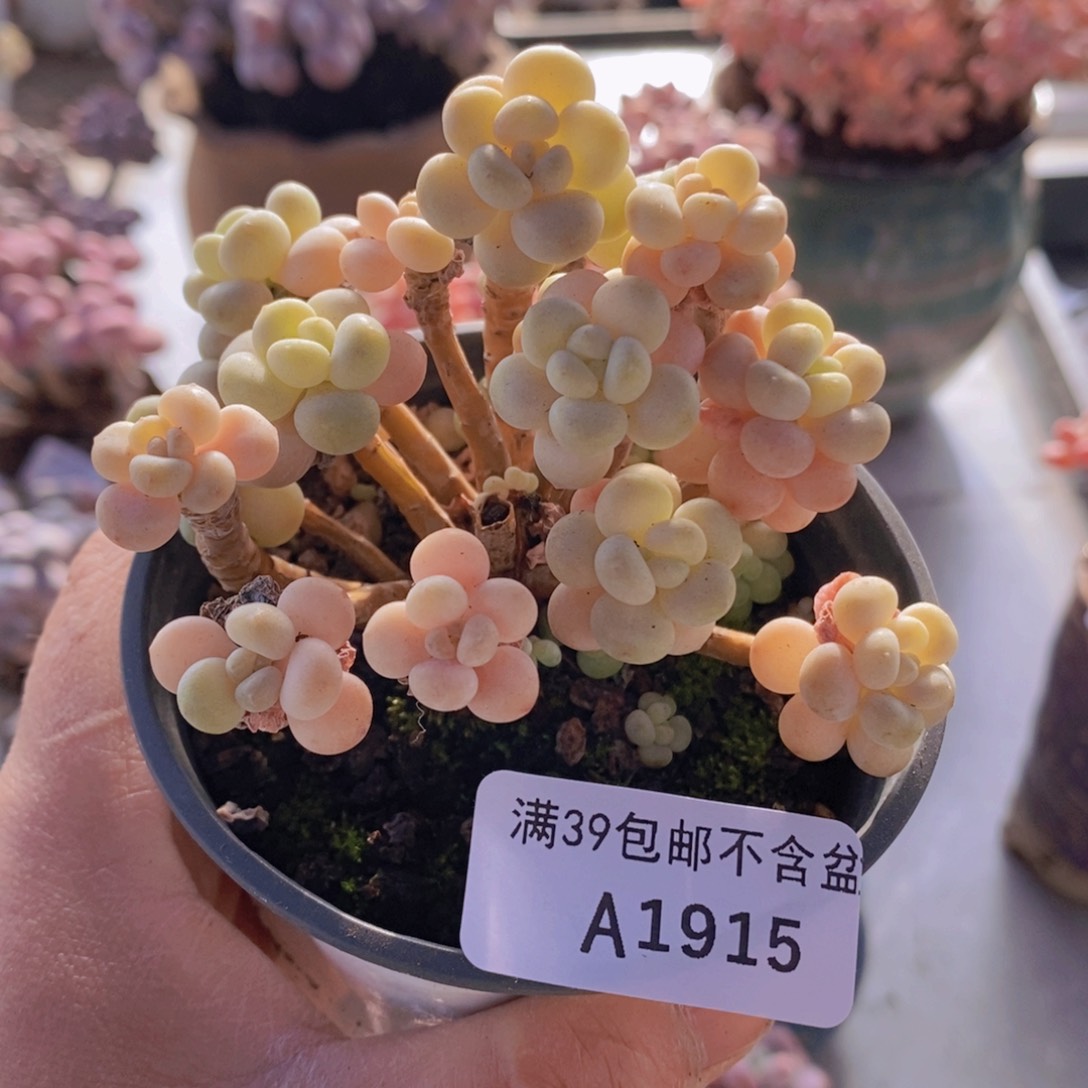 花朵鱼子酱有砍7cm1915多肉植物