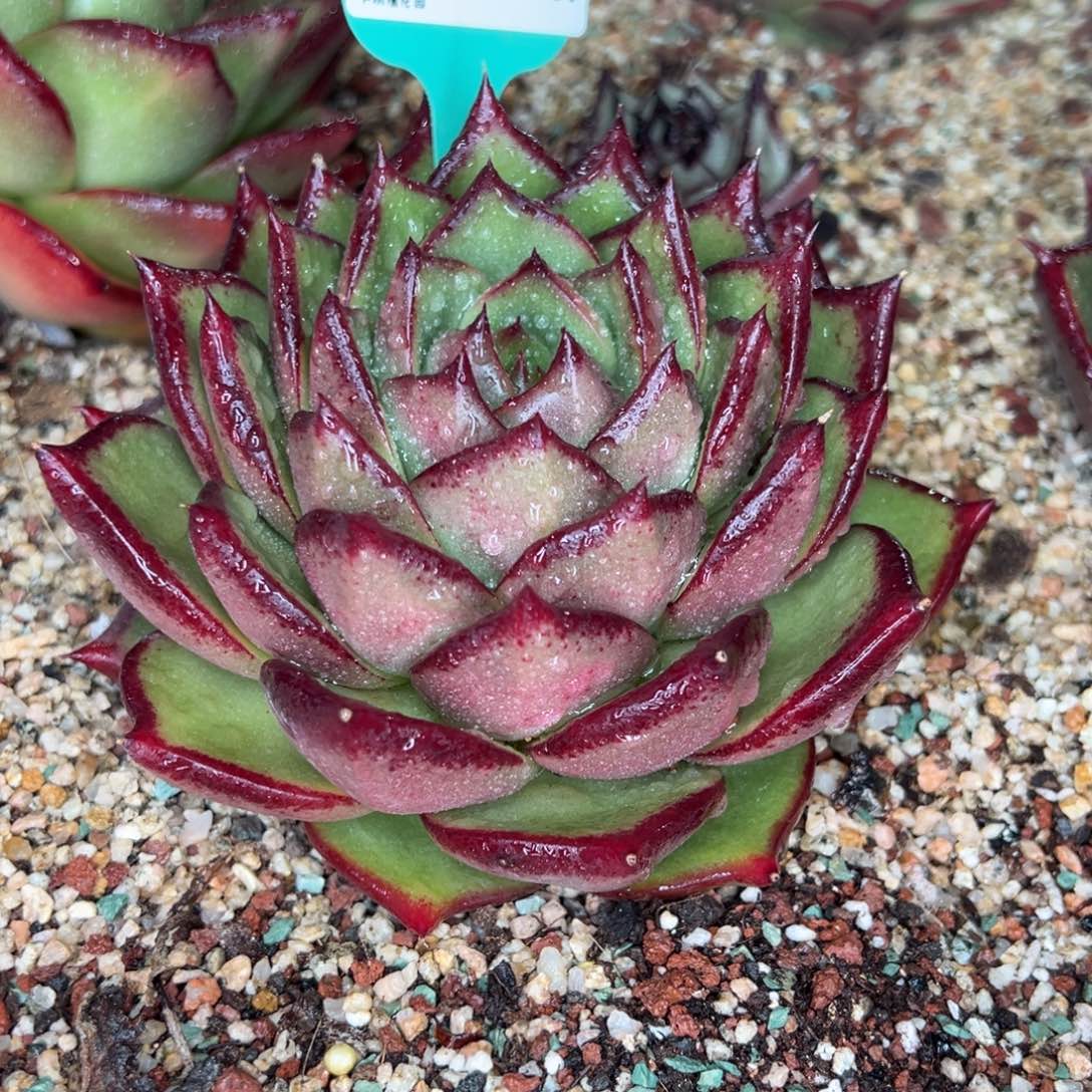 从前慢多肉精选超好0116.169