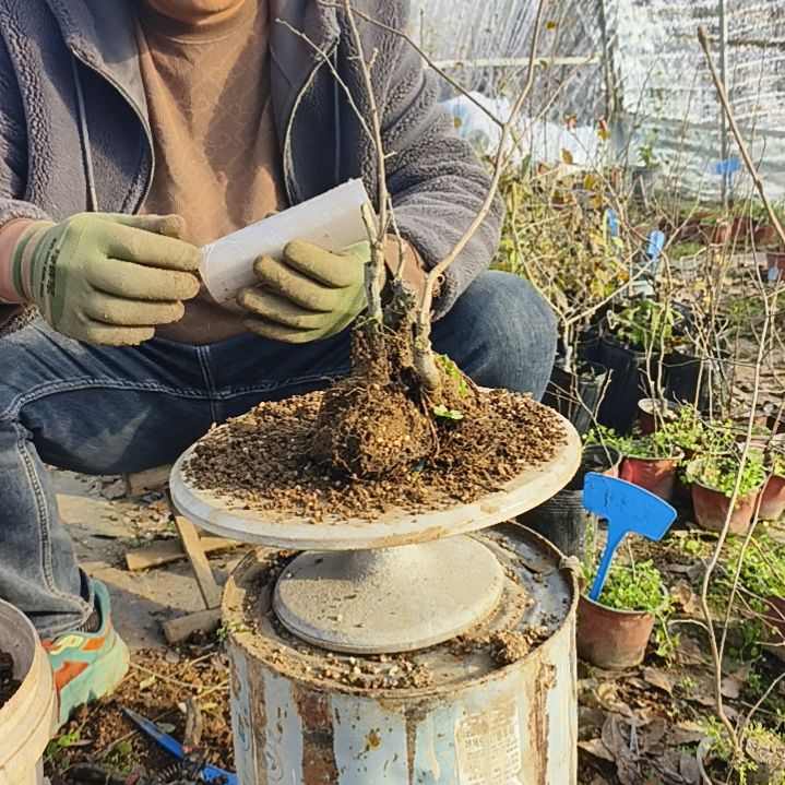百***一完全开放老鸦柿嫁接苗3