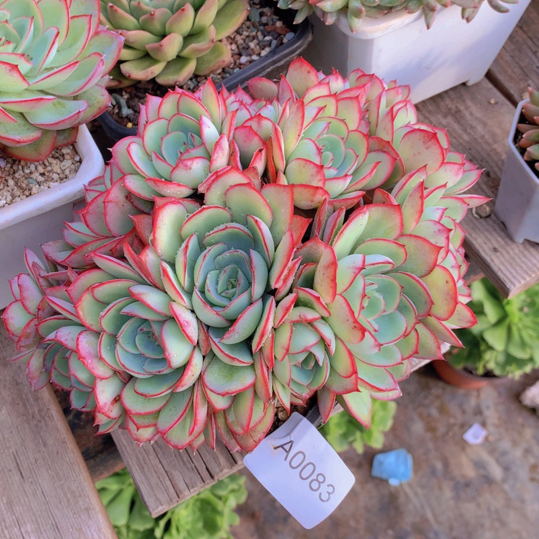 王***焮闪购多肉1棵a0083带盆土