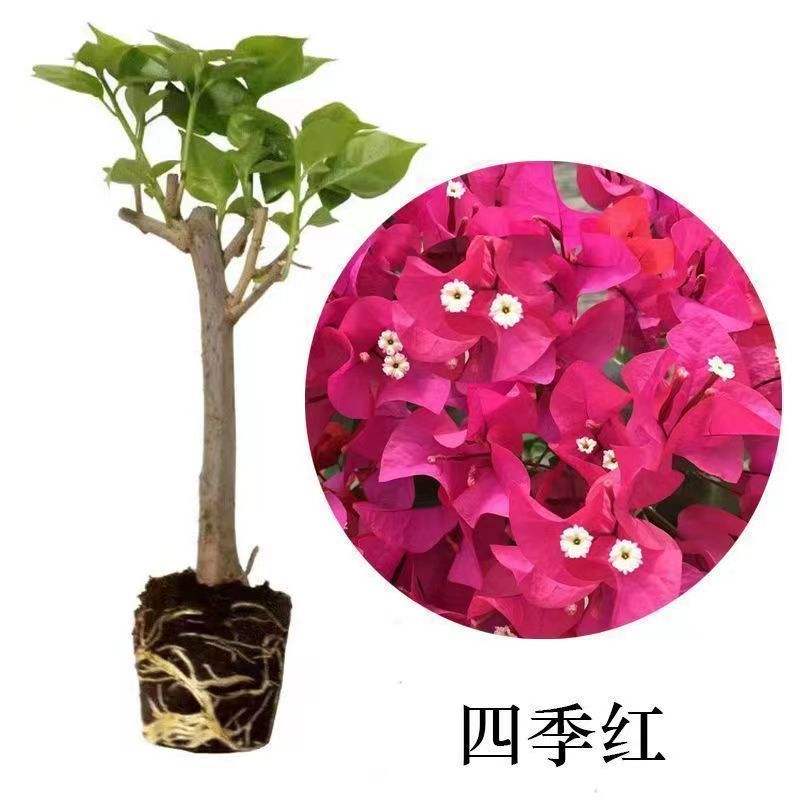 【同安红】四季红三角梅袋苗水粉色开花机器四季开花包对版发货