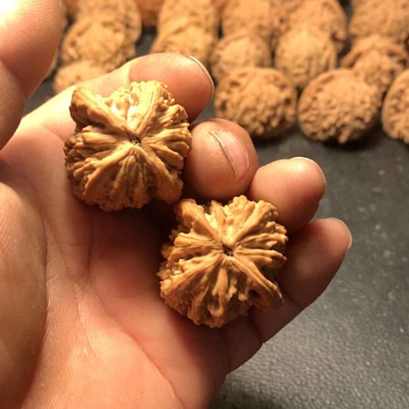 【闪购商品】鑫**比虎头