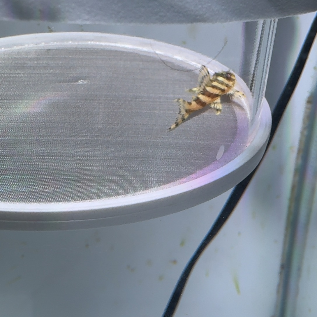 清道夫鱼8号皇室333