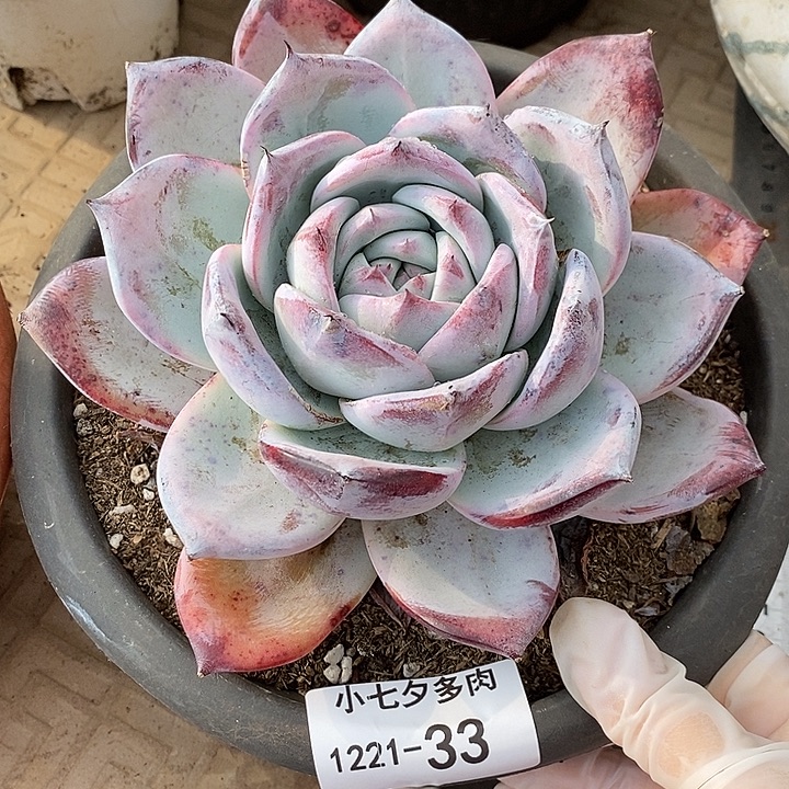 小七夕多肉黑卡33