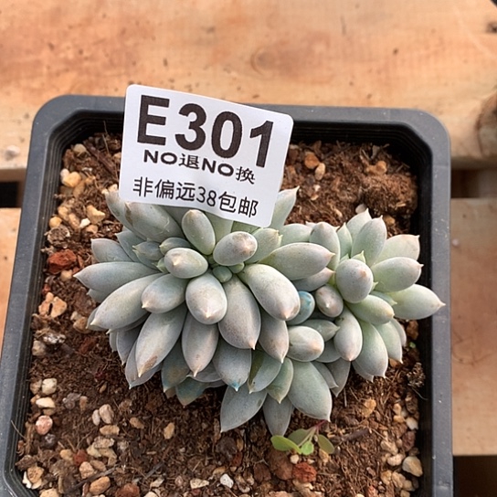 黄胖体哥特缀化301 退款拉黑需延迟发货