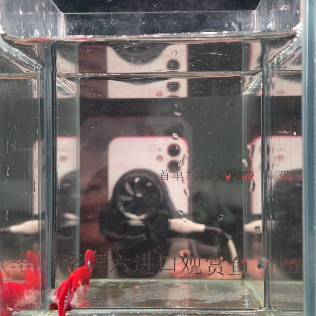 斗鱼精品印尼斗鱼110