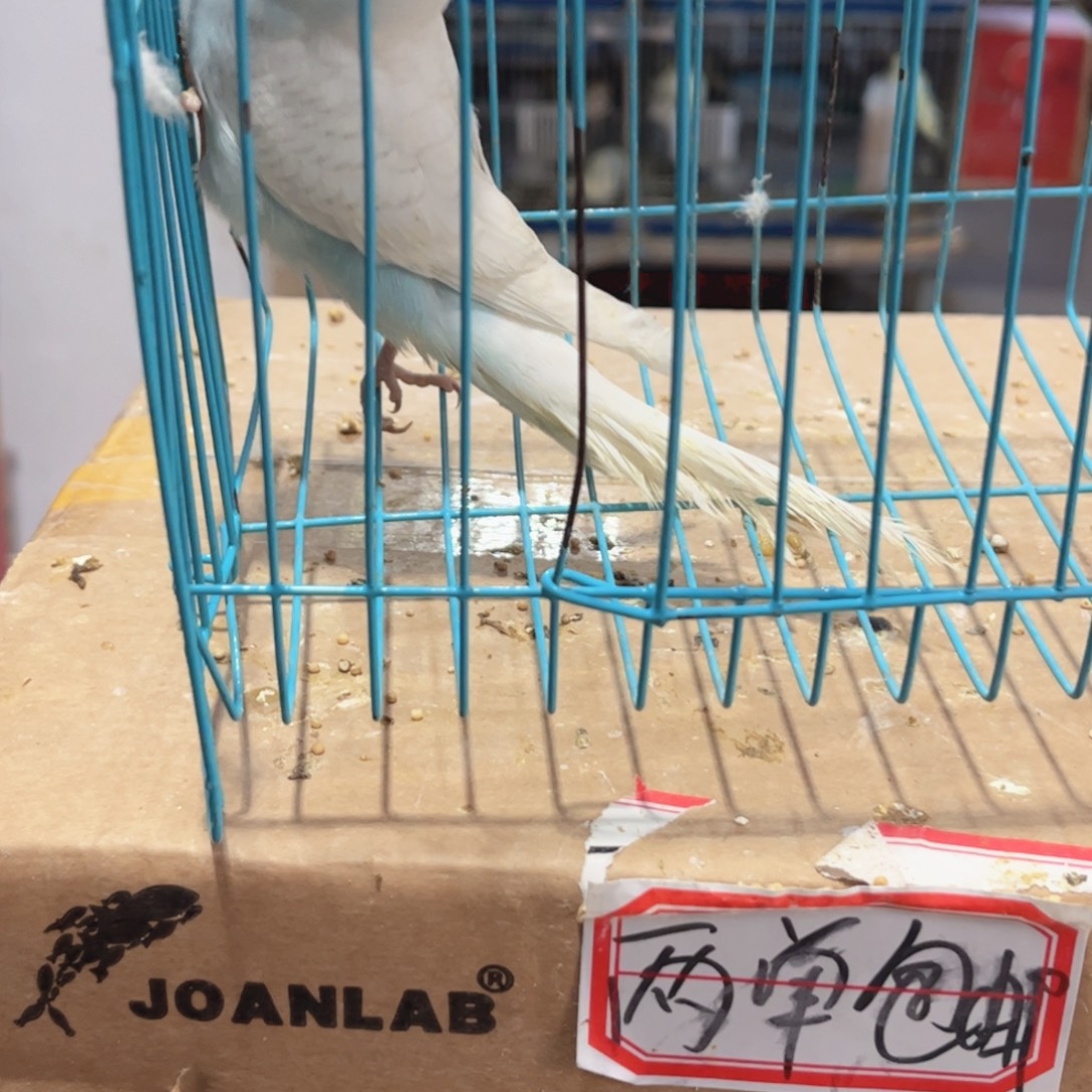 虎皮鹦鹉我的小姐姐