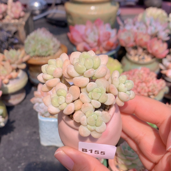 一物一拍含盆土满38包邮B155