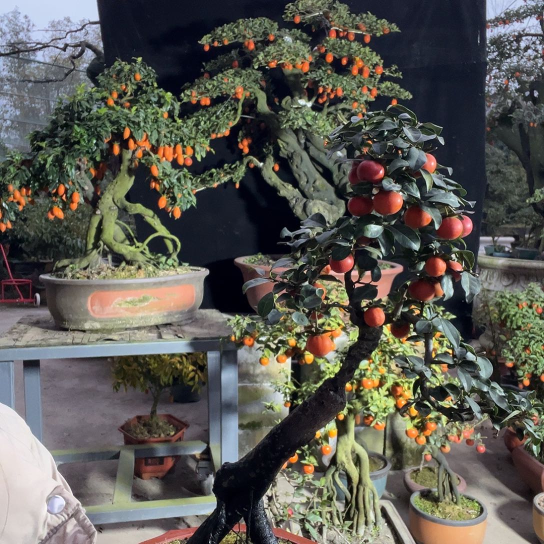 金弹子盆景喜欢的来