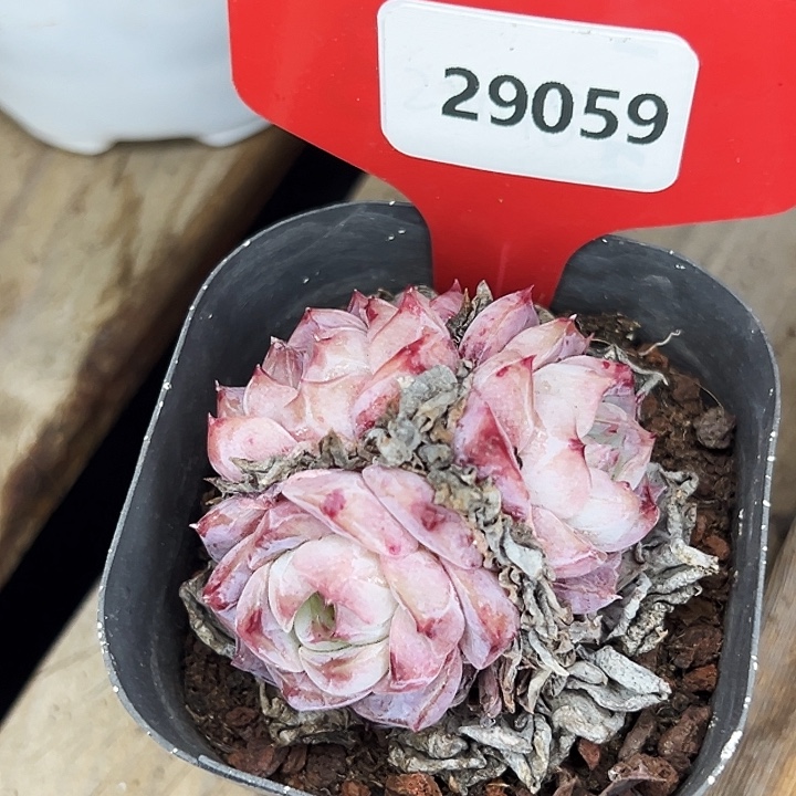 糖心。    29059号。   