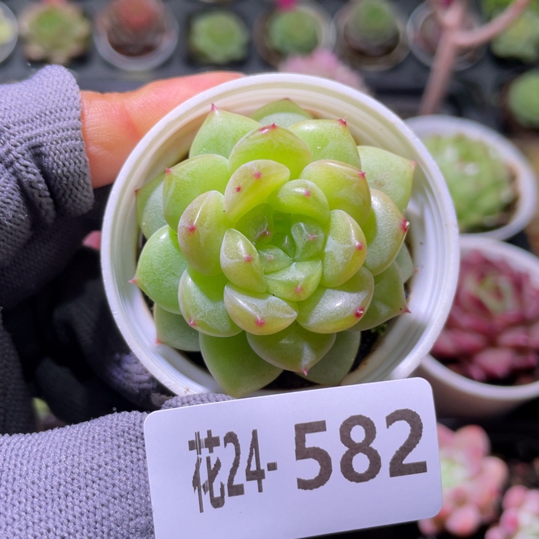 花利美24-582新品珍妮