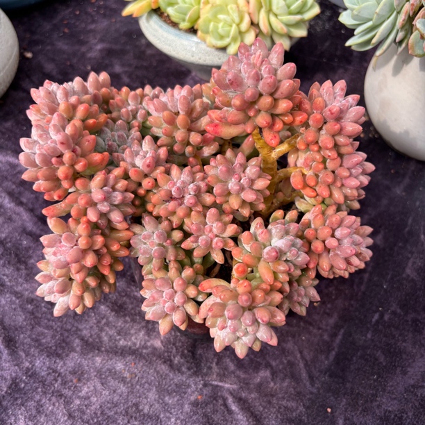 精控多肉植物一物一拍婴儿手指无砍大群叶展24cm
