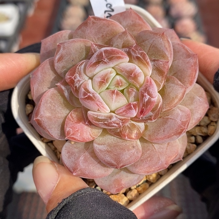 1220-630，粉魄多肉