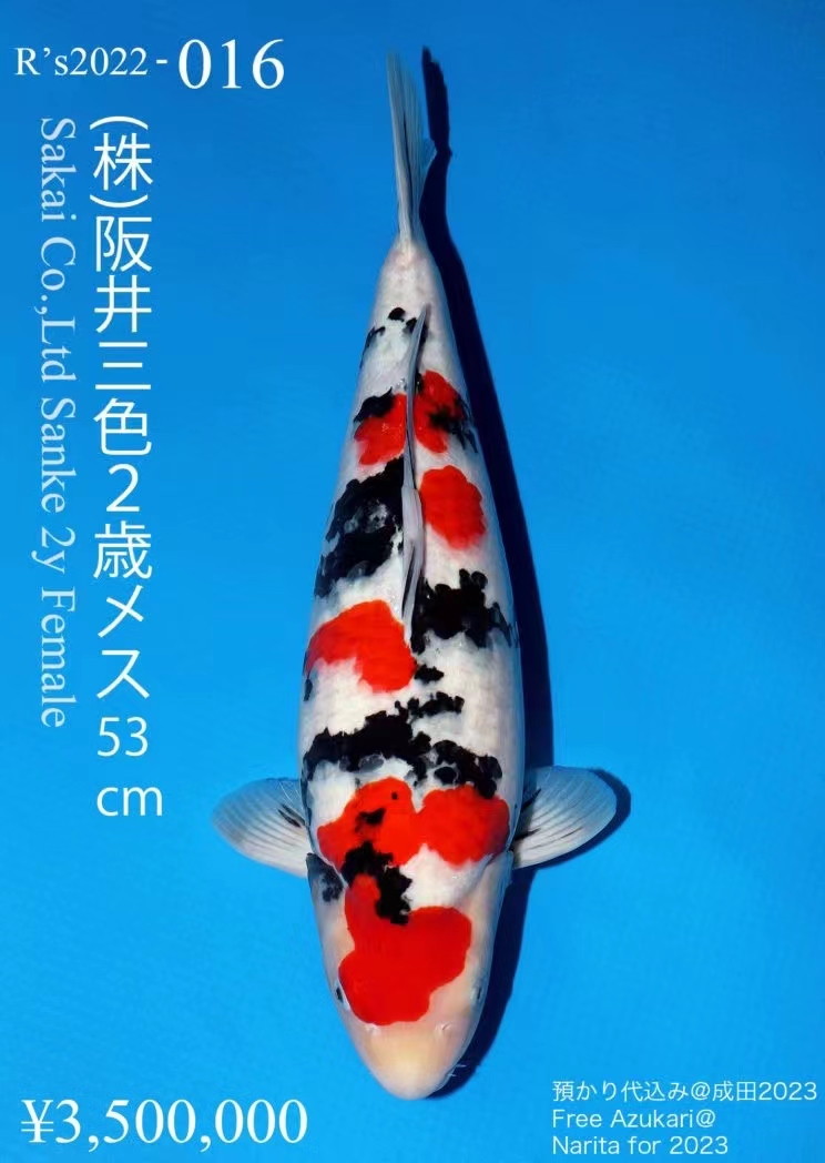 纯种红白三色锦鲤大型冷水淡水观赏鱼好养耐活招财