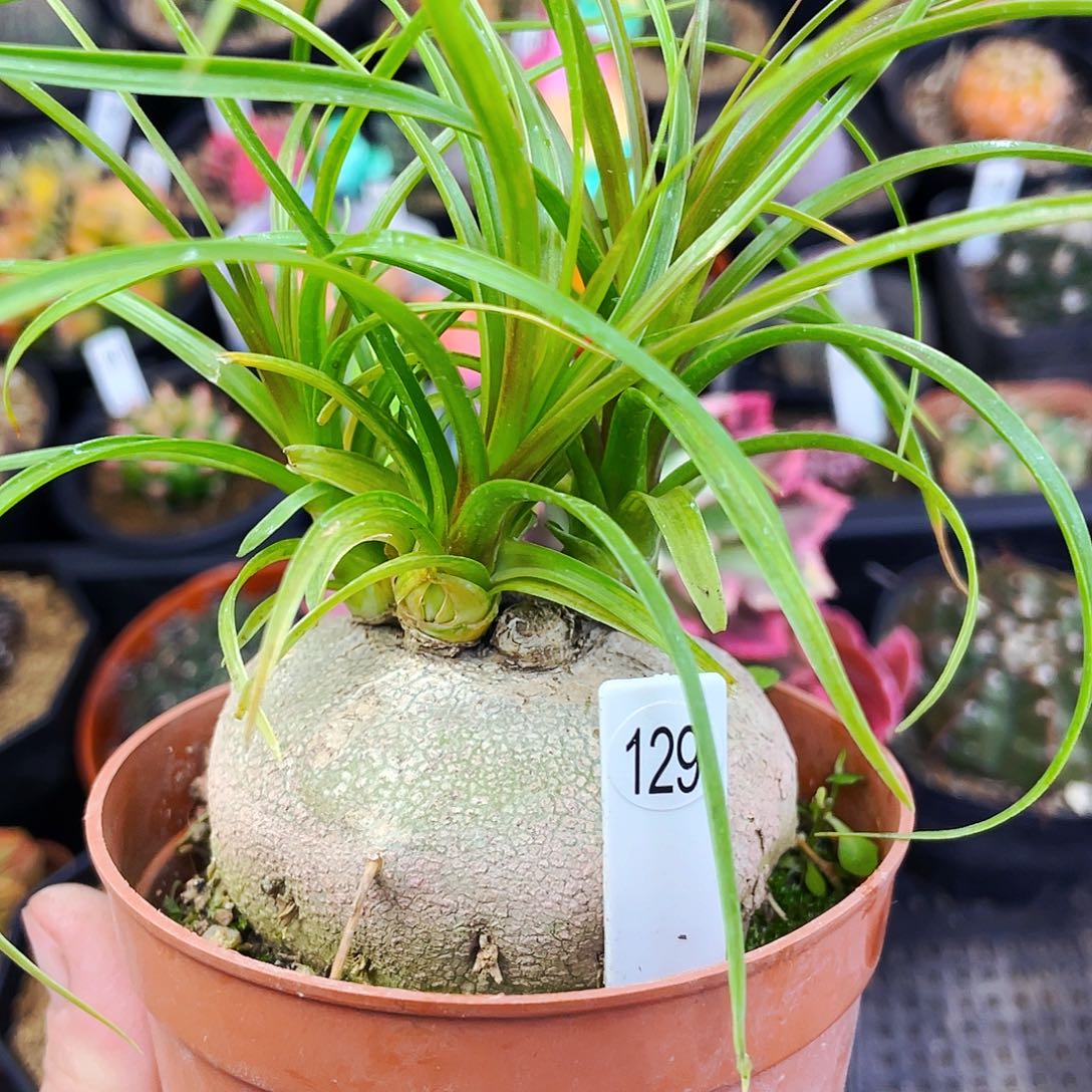 非偏远地区满25包邮仙人球