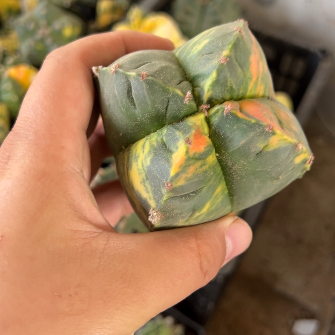 甜***心鸾凤玉锦仙人球3992号