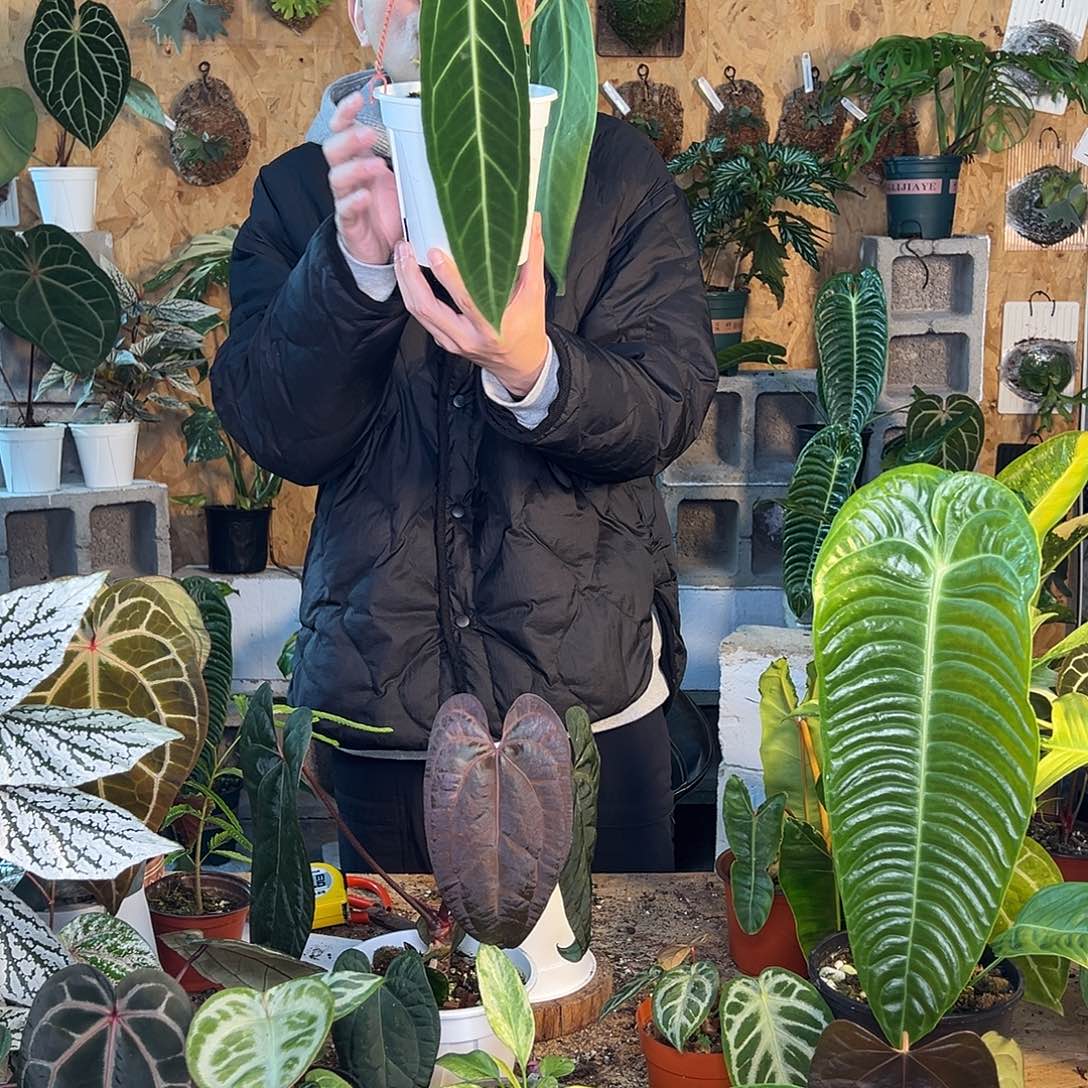 完全开放火鹤后花烛