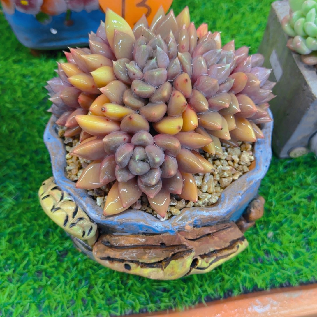 纳***物13多肉植物一物一拍带盆