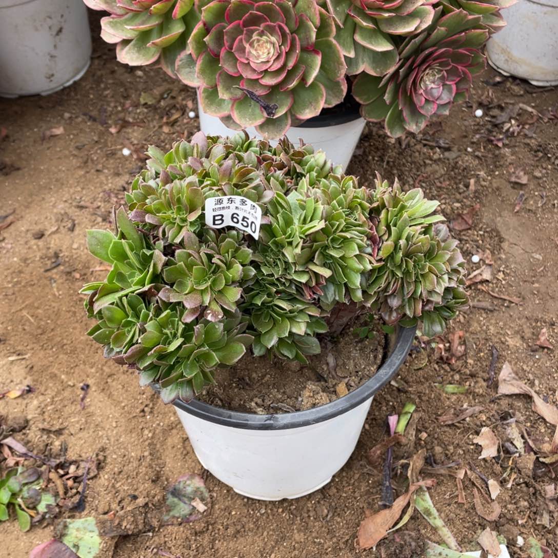 650柠檬多肉法师断枝不包