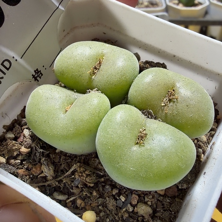 061。满38包邮肉锥