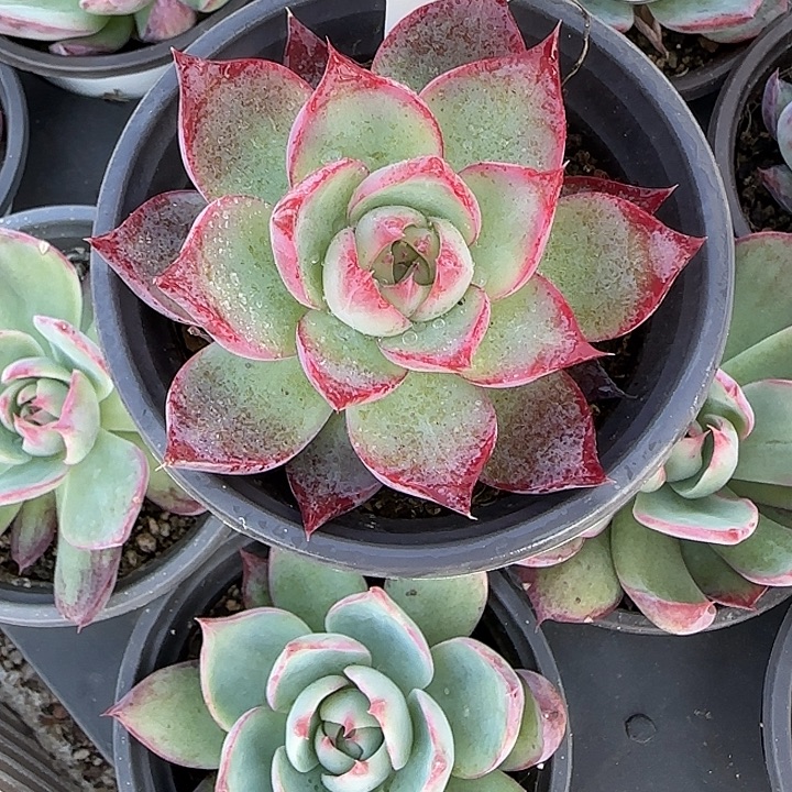 116 惊鸿仙子多肉植物7-9cm