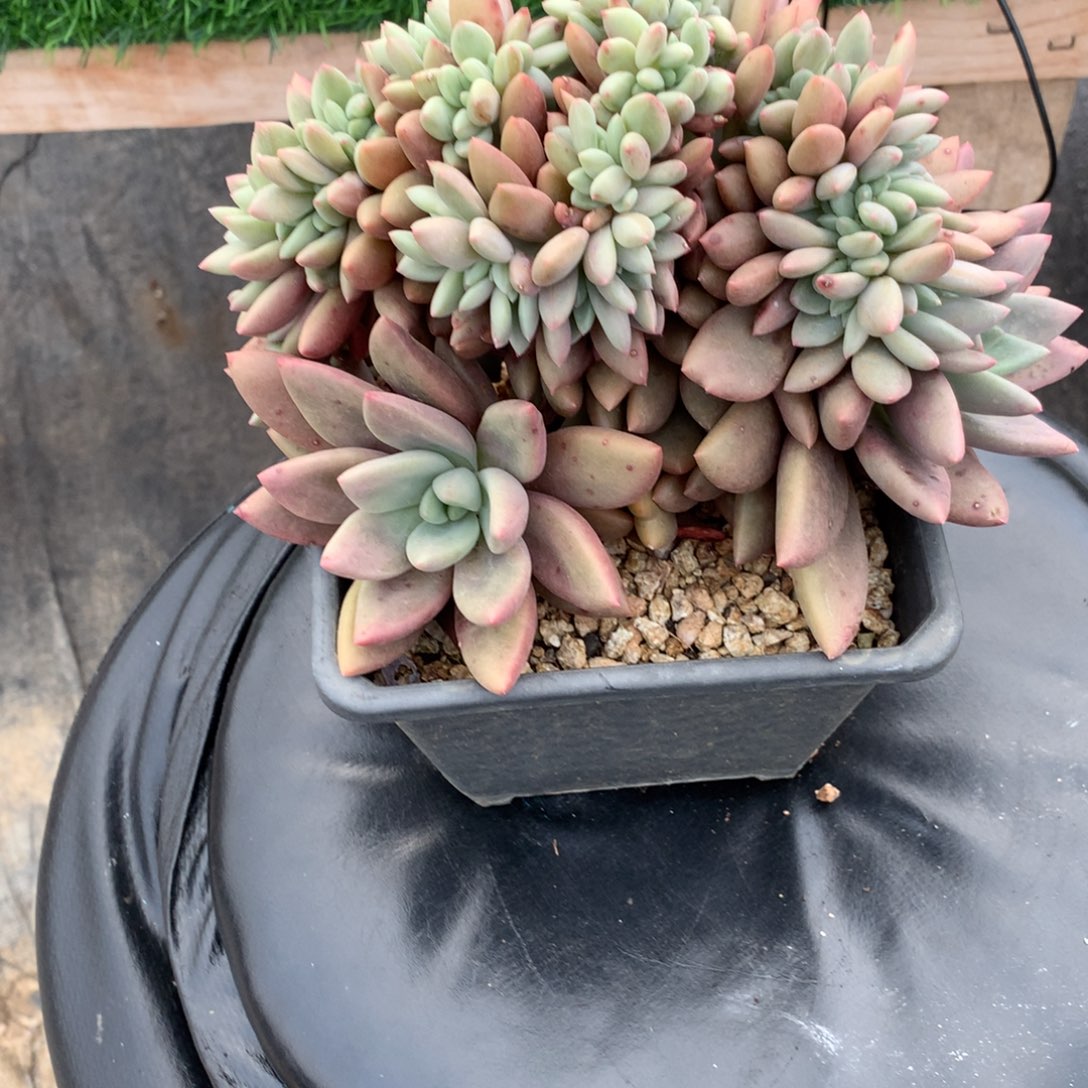 友家多肉一物一拍