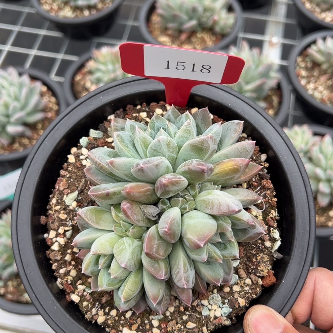 娜*1518肉多肉多肉多肉