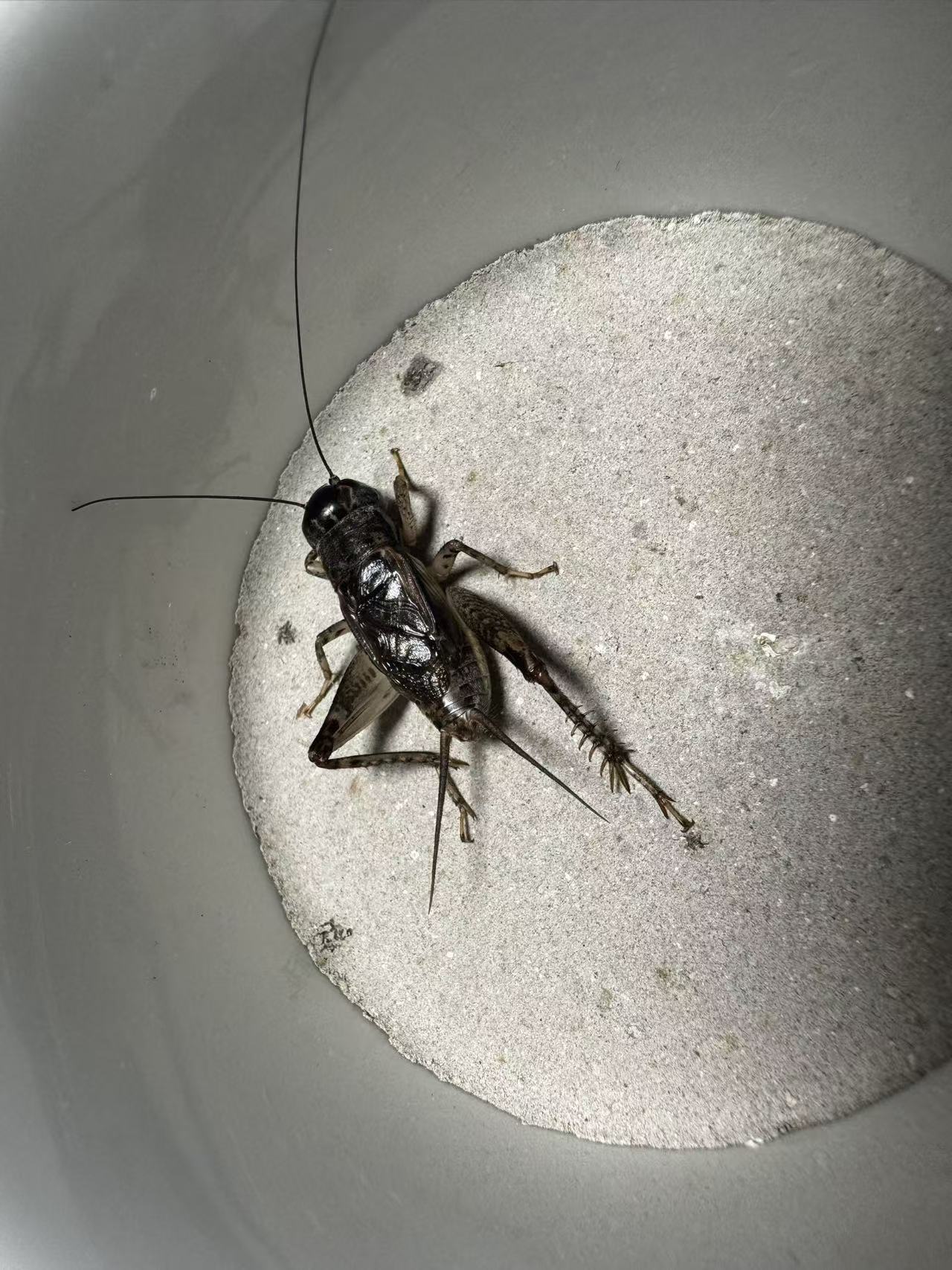 高级精品金鸣蟋蟀骨子硬牙硬；缸白