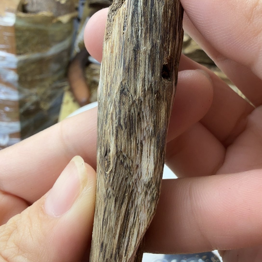 木绿奇楠原材料虫漏8克