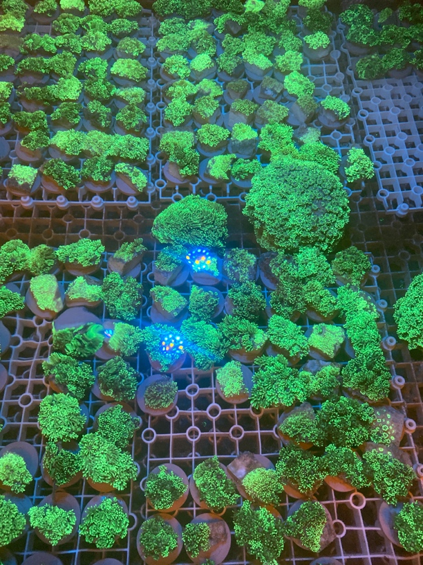 宝石花到手四盘，顺丰包邮