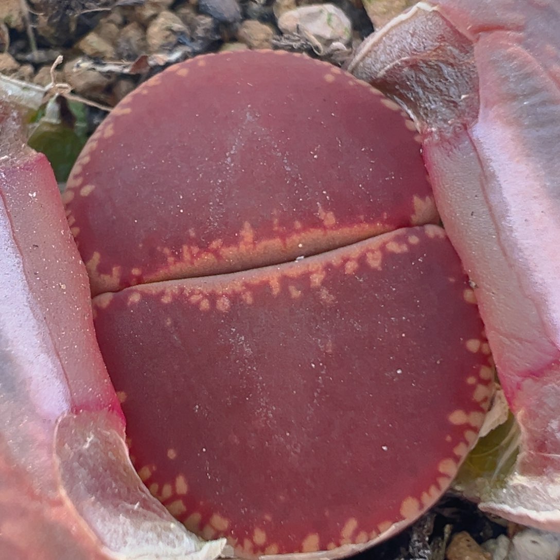 125多肉植物百科知识