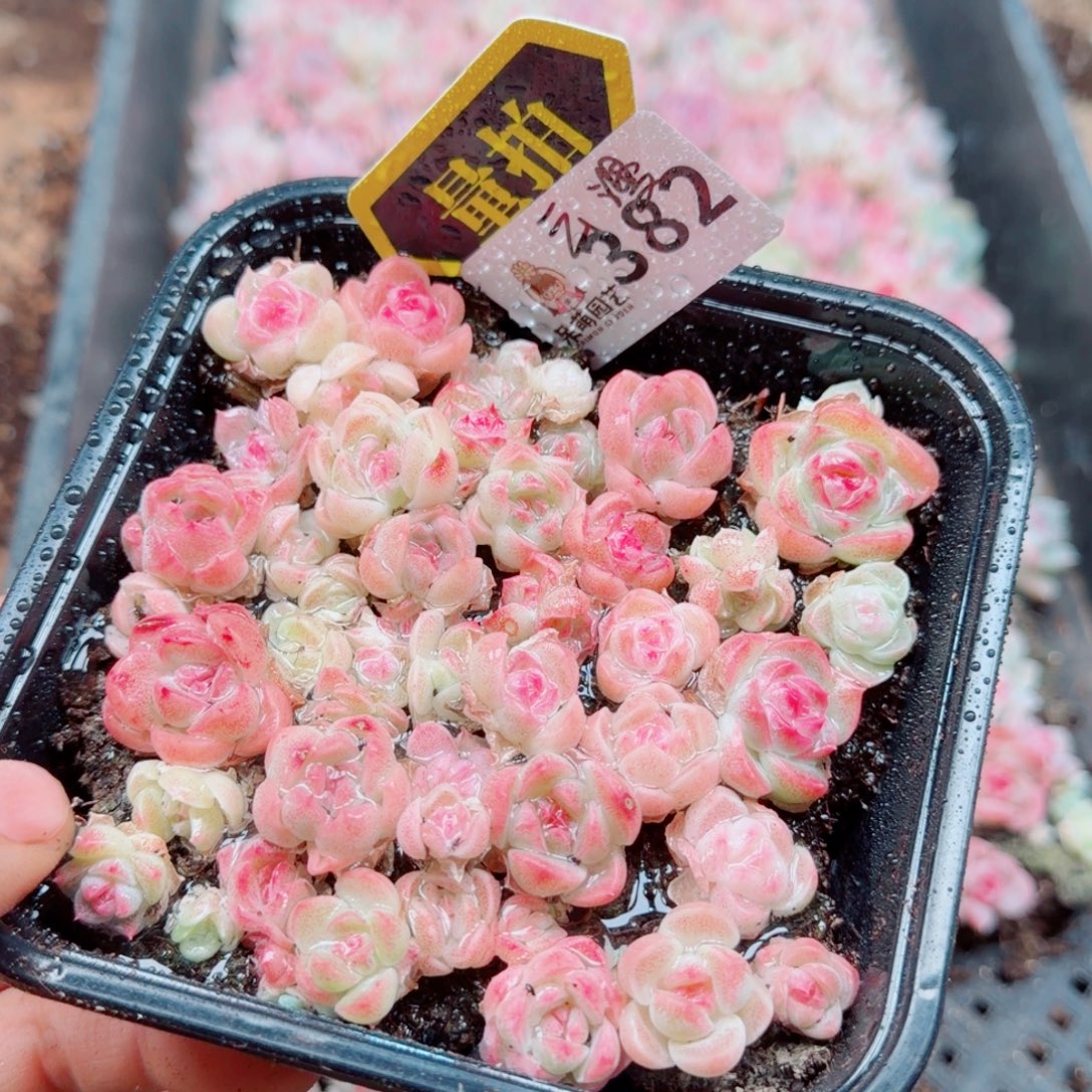 多肉植物多肉植物