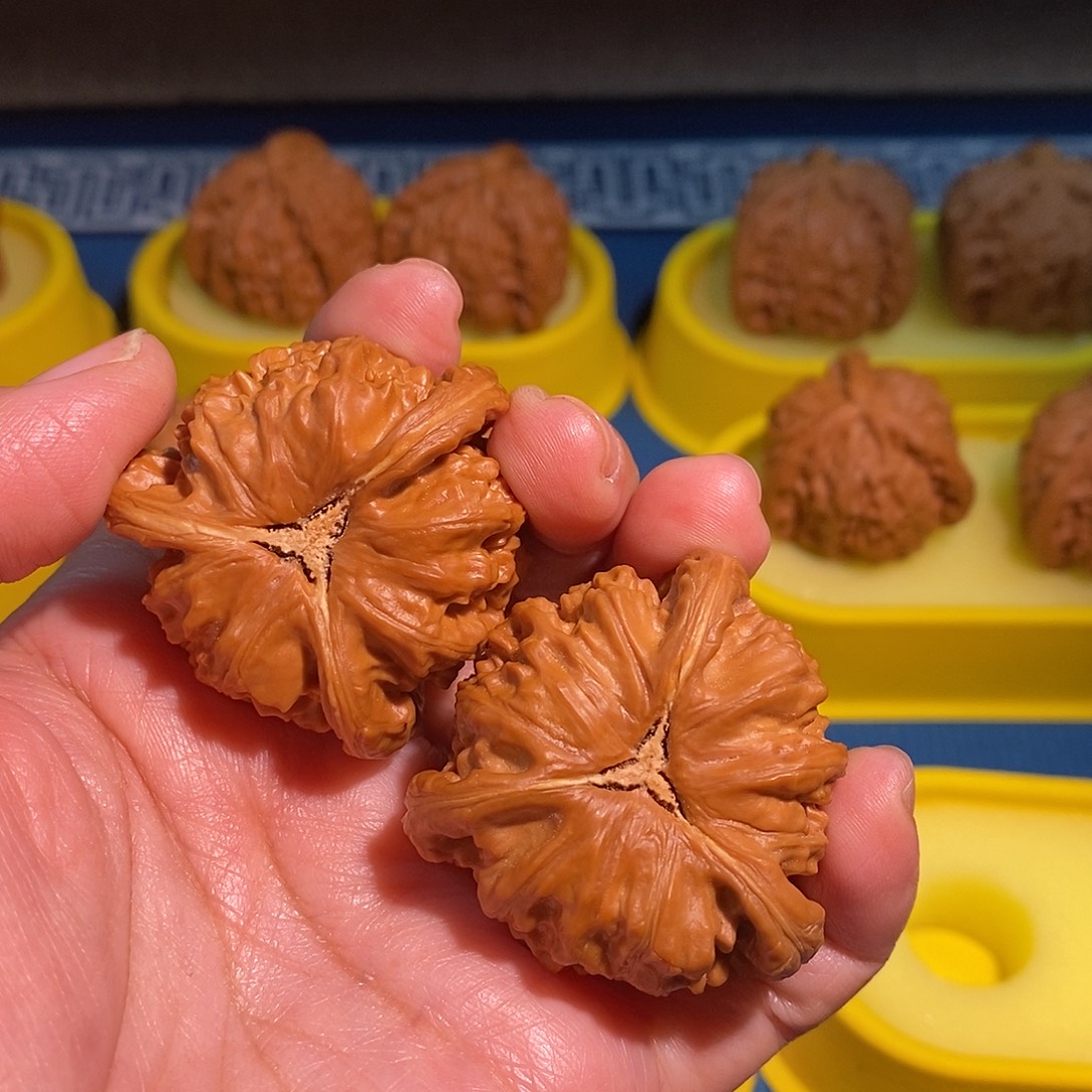 2***.白狮子三棱42的奔