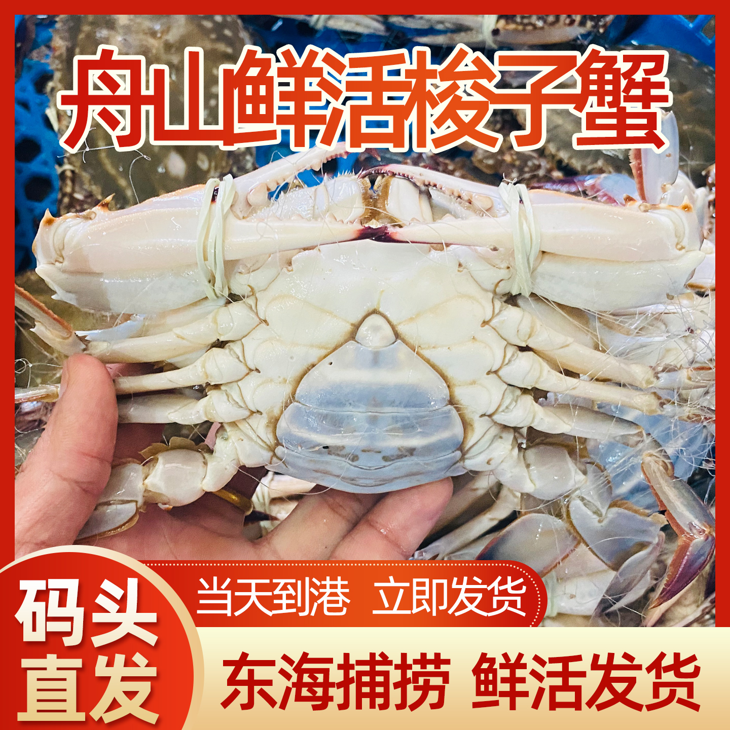 【保鲜不保活】一点红淡膏肉母蟹3斤4-9两每只舟山流网梭子蟹