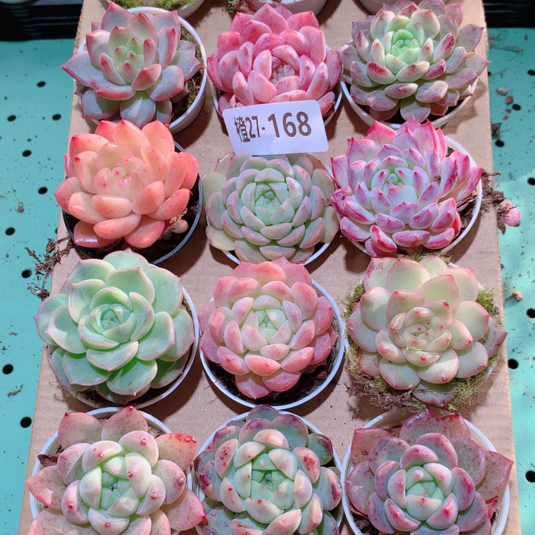 27-168一物一拍多肉带盆18颗