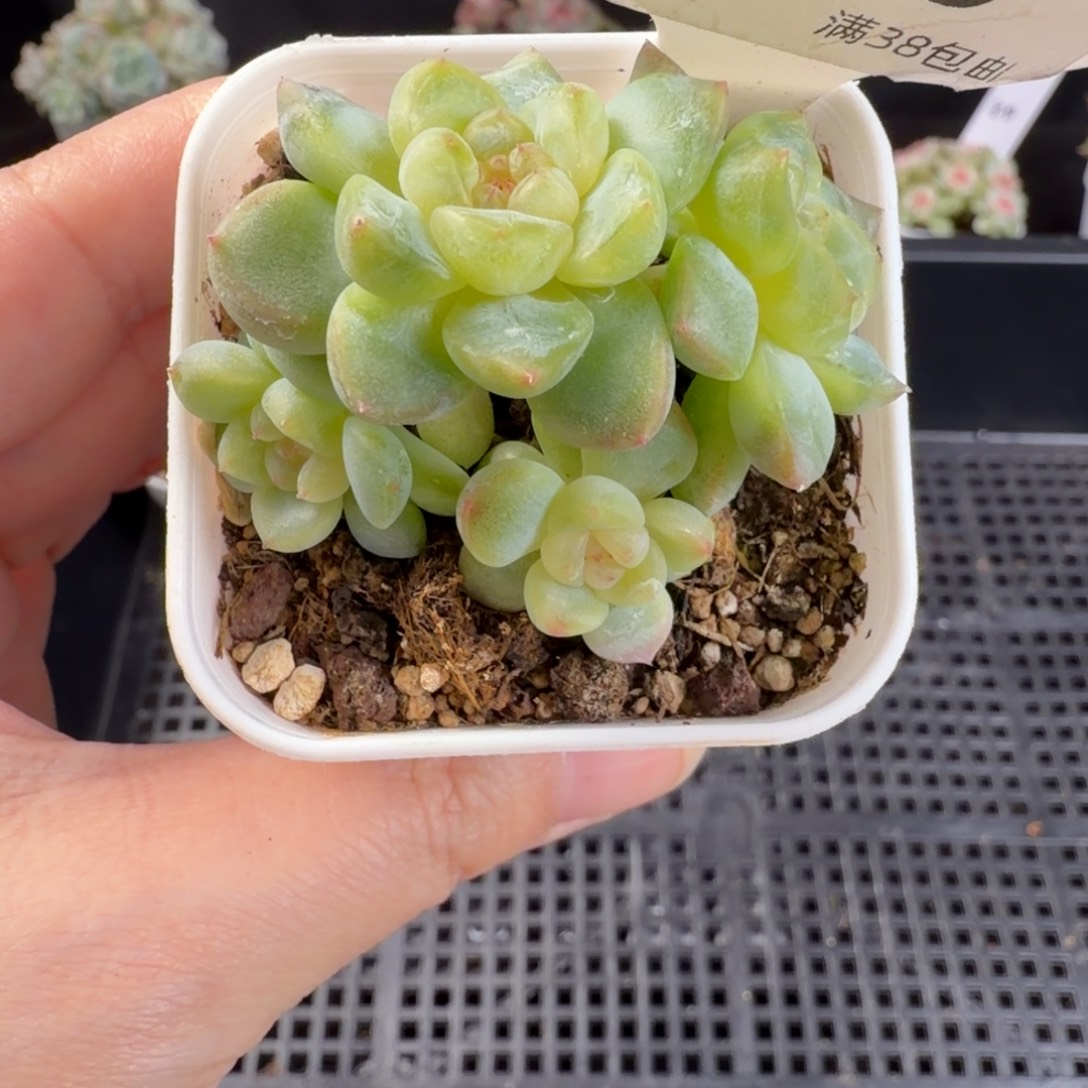 财富密六头群生110号一颗大