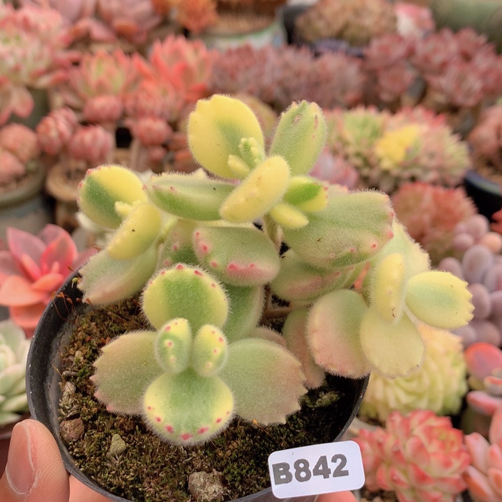 一物一拍含盆土满38包邮B842不带盆