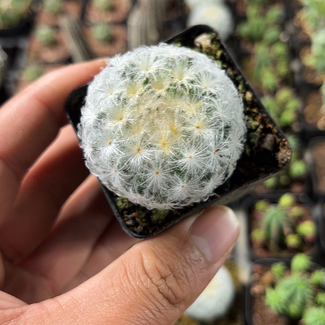 白星单头发货单头发货