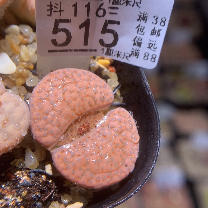 精品生石花116.515