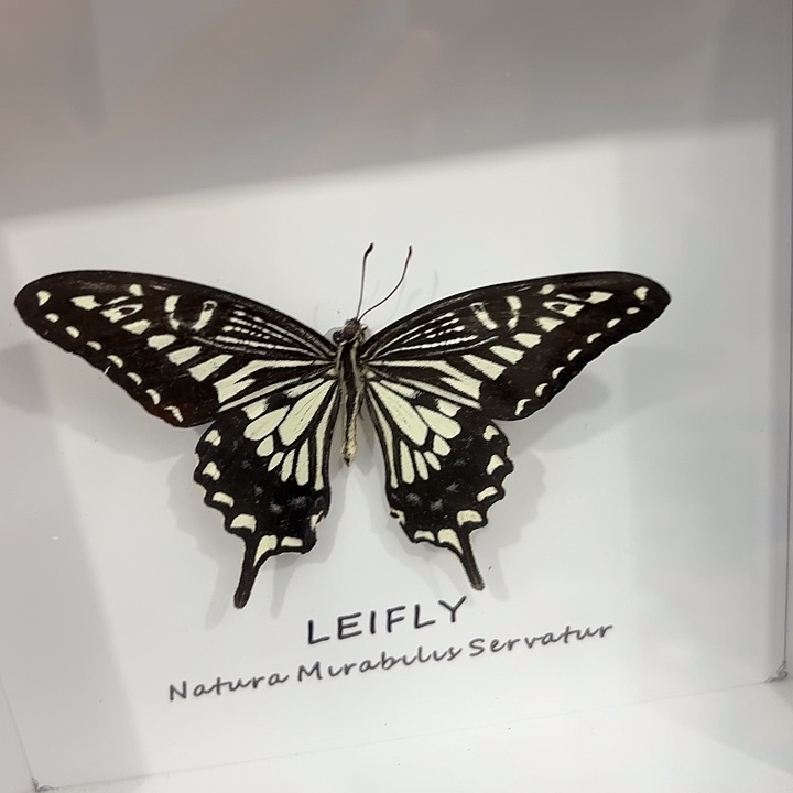 方框白底柑橘凤蝶