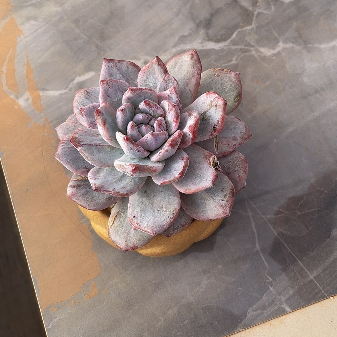 粉蓝鸟石化多肉多肉