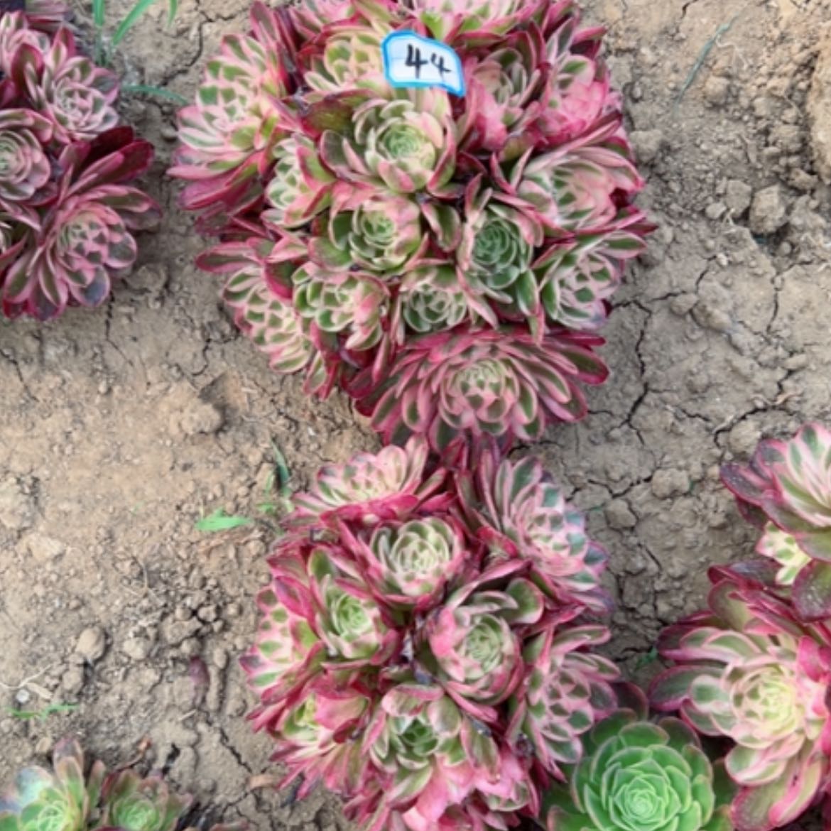 【闪购商品】多肉植物荔枝44