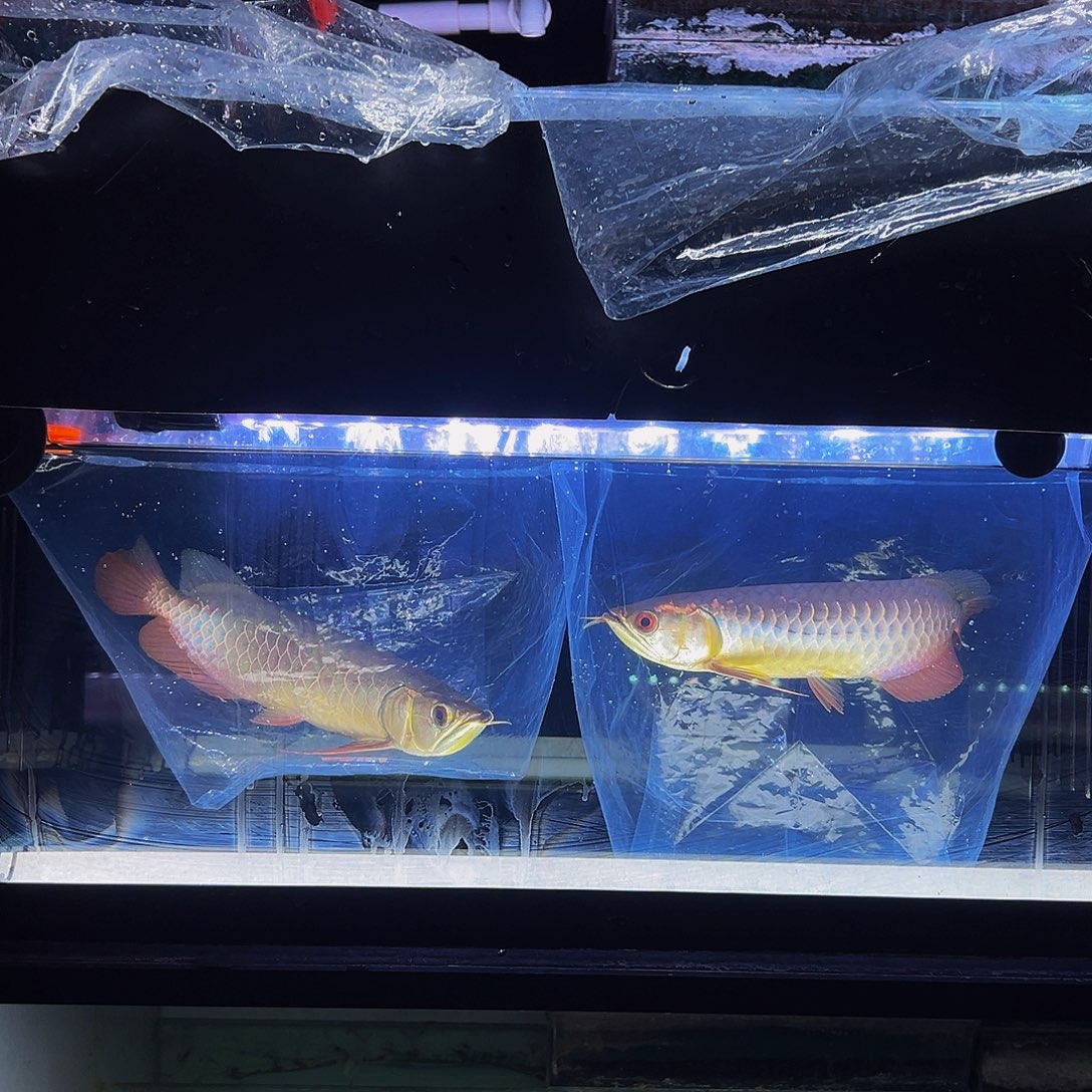 判***死中国大陆马来西亚古典蓝底过背金龙