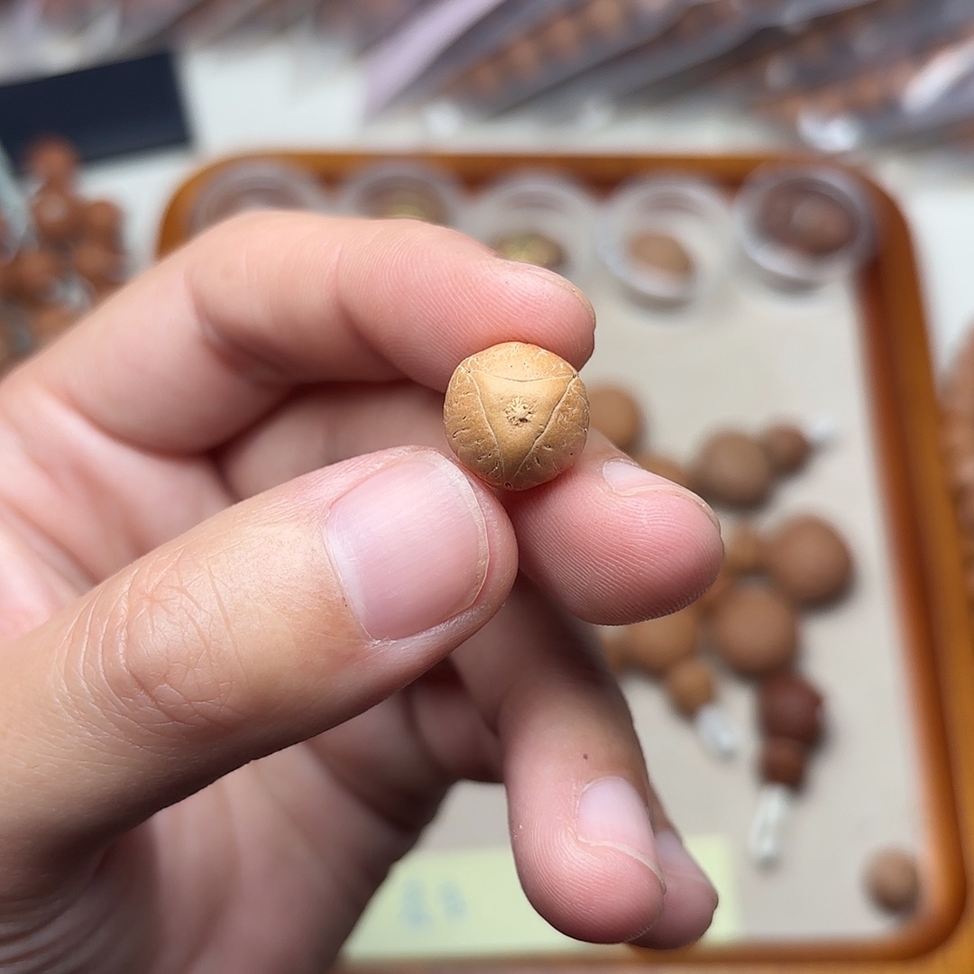 凤眼菩提手串球龙单颗12.6