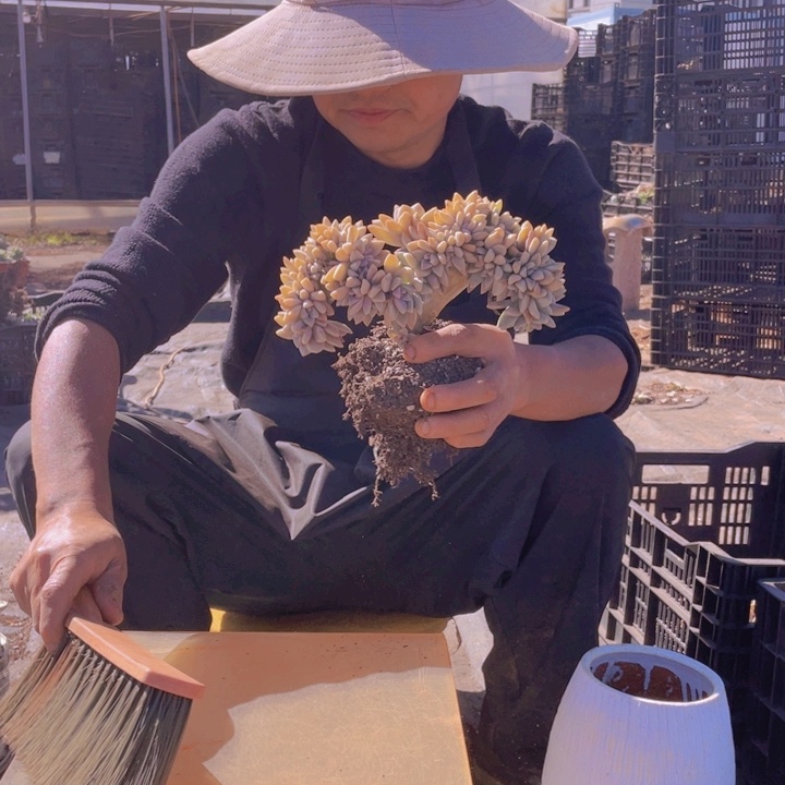 135淡雪缀化一物一拍