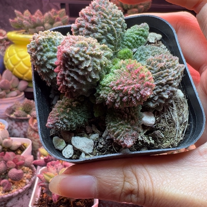 可***爱吉祥如意的一天从早上