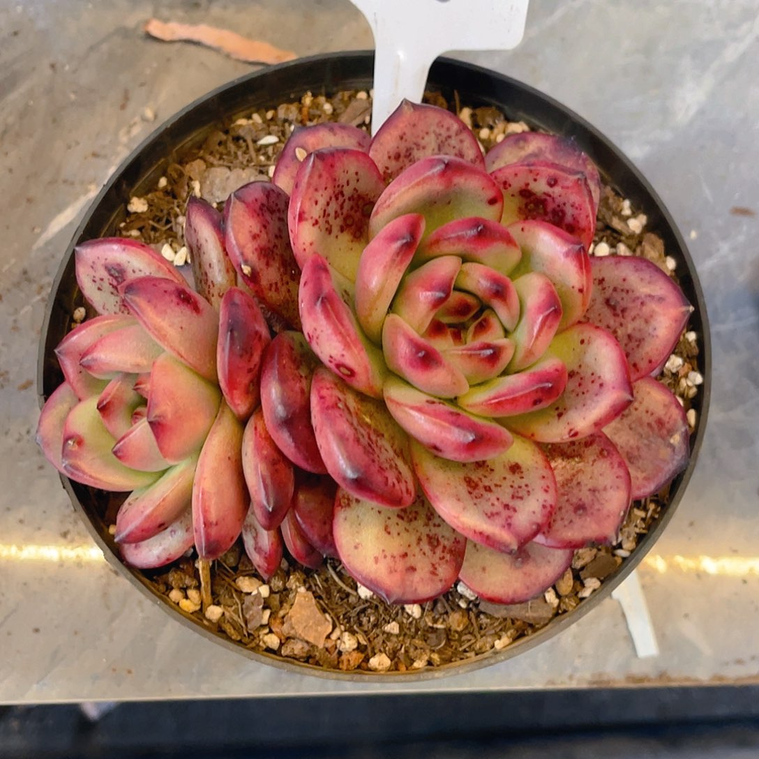 幸****000000000000000585