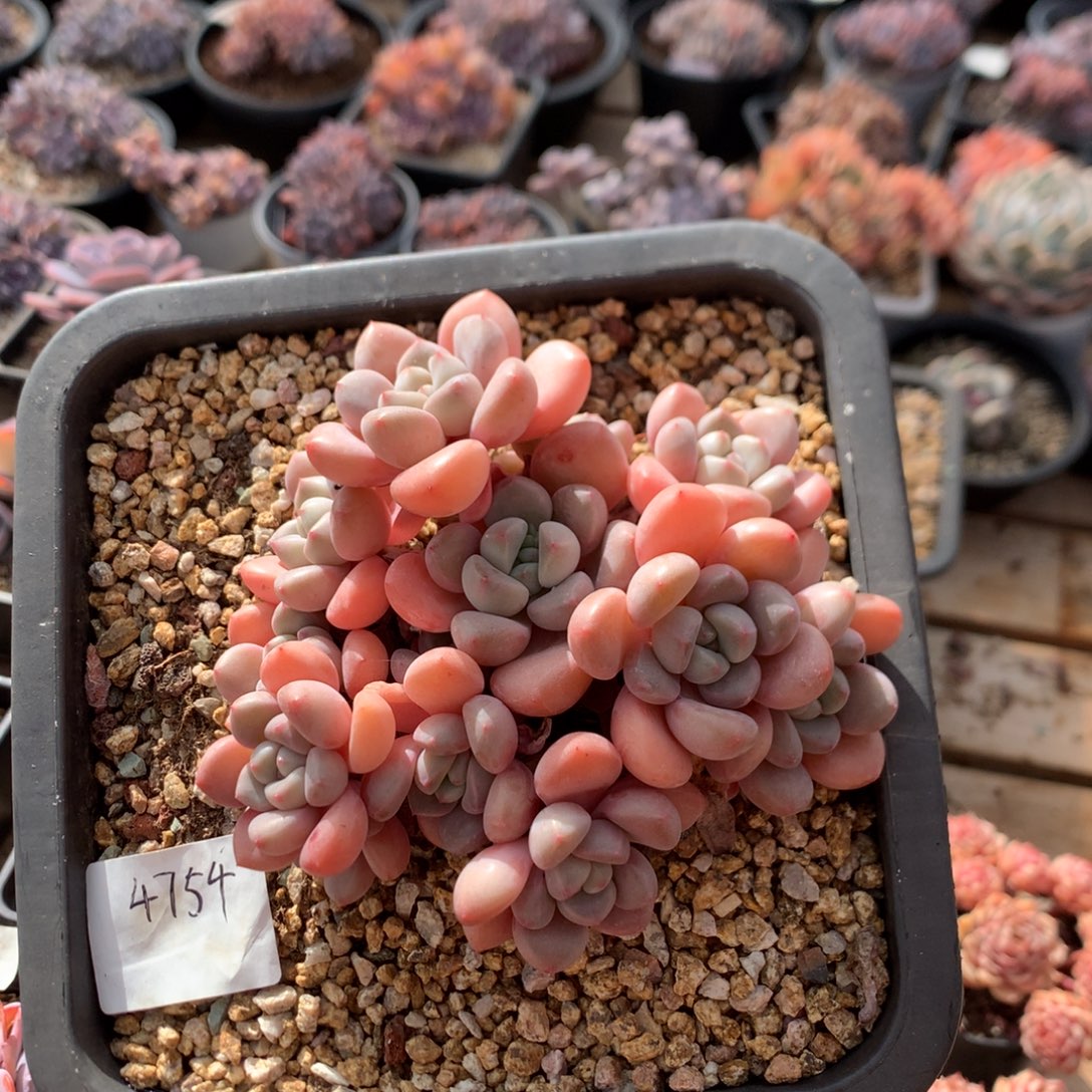 13厘米13头白鹭 无砍 4754