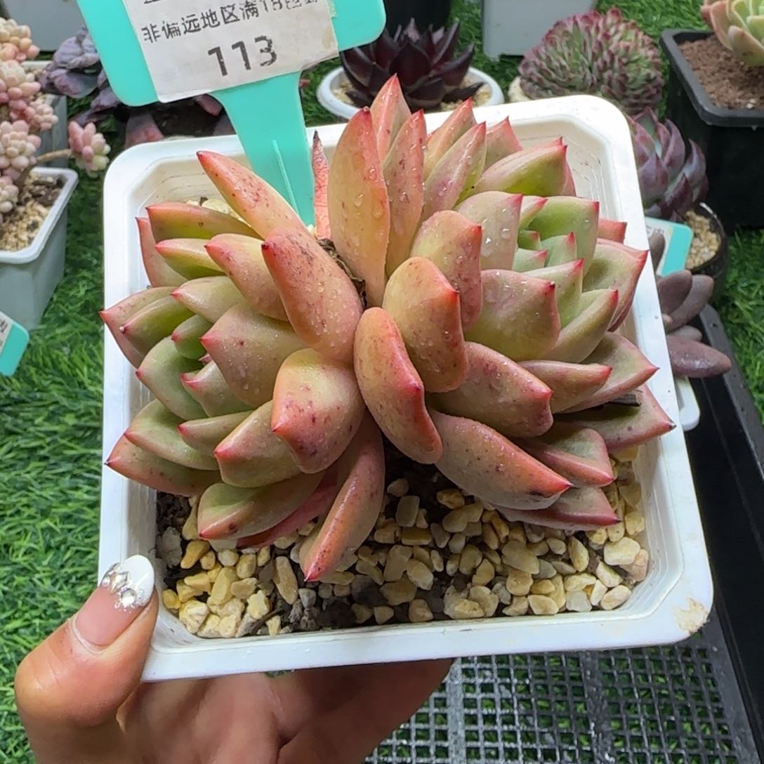 唐二姐多肉编号113